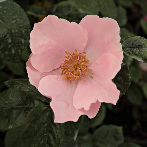 Vendita, rose rose arbustive - rosa - arancio - Rosa Fáy Aladár - rosa non profumata - Márk Gergely - ,-